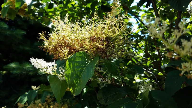 Japanese tree lilac tree showing foliage and plant structure.