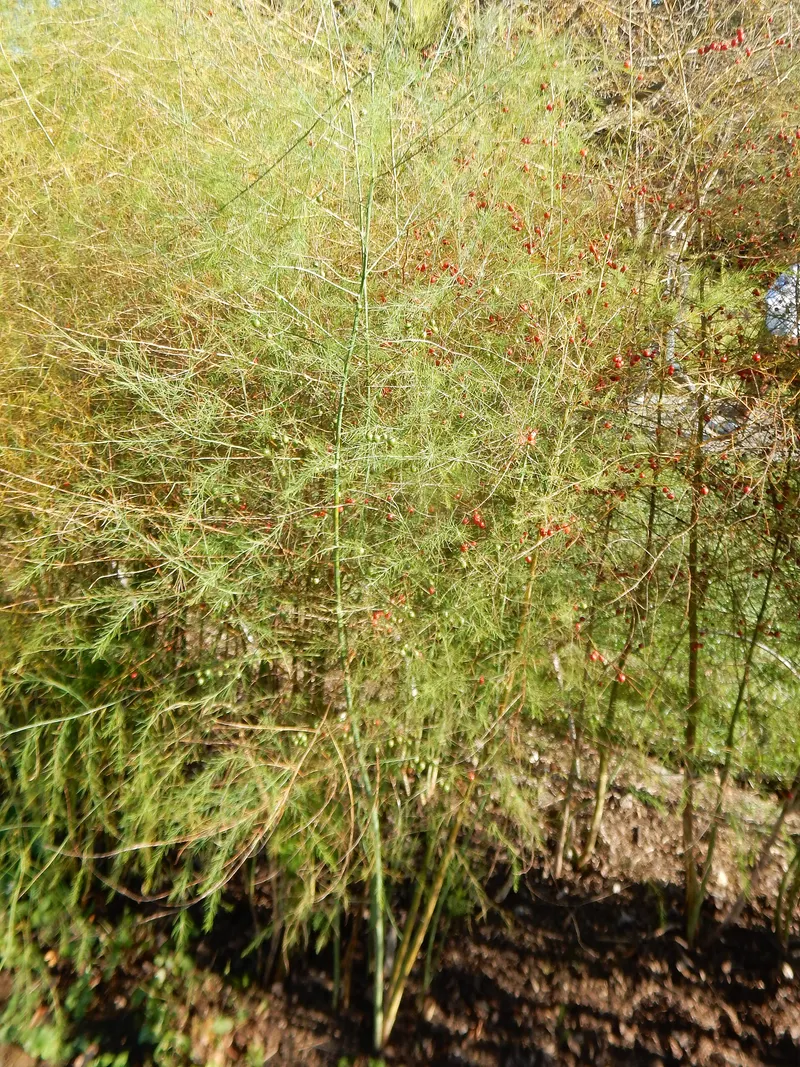 Asparagus plant showing upright spears or ferny stems.