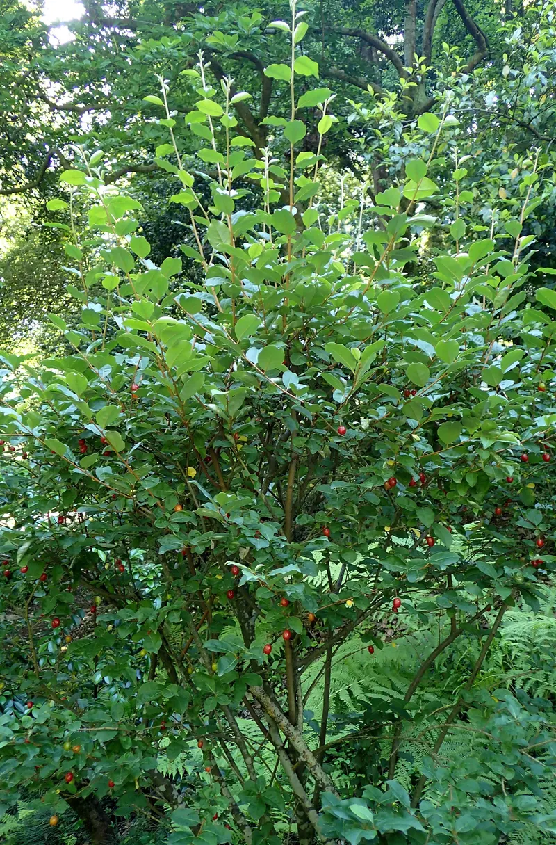 Goumi shrub showing leaves and red fruit.