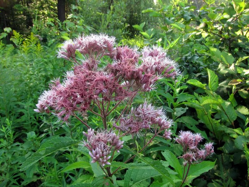 Joe Pye weed plant showing tall stems, leaves, and flower clusters.