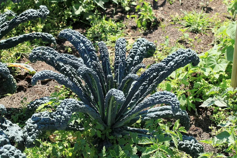 Lacinato kale plant showing upright dark leaves.