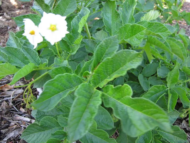 Potato plant showing leafy stems and flowers.