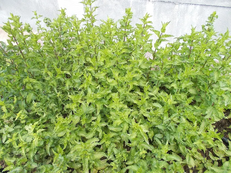 Spearmint plant showing square stems and mint leaves.