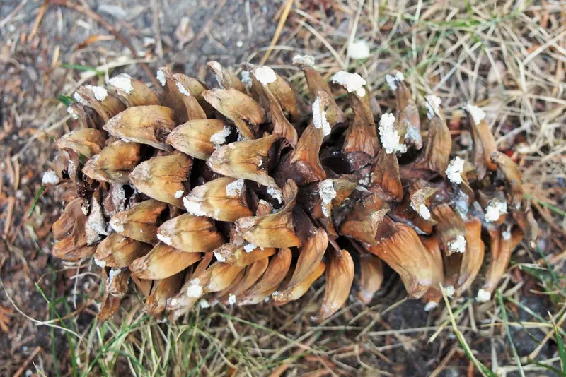 Korean pine nut tree showing foliage and plant structure.