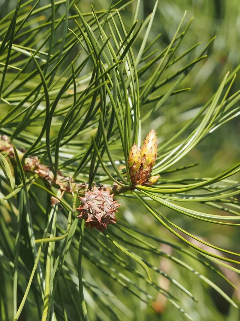 Lacebark pine tree showing foliage and plant structure.