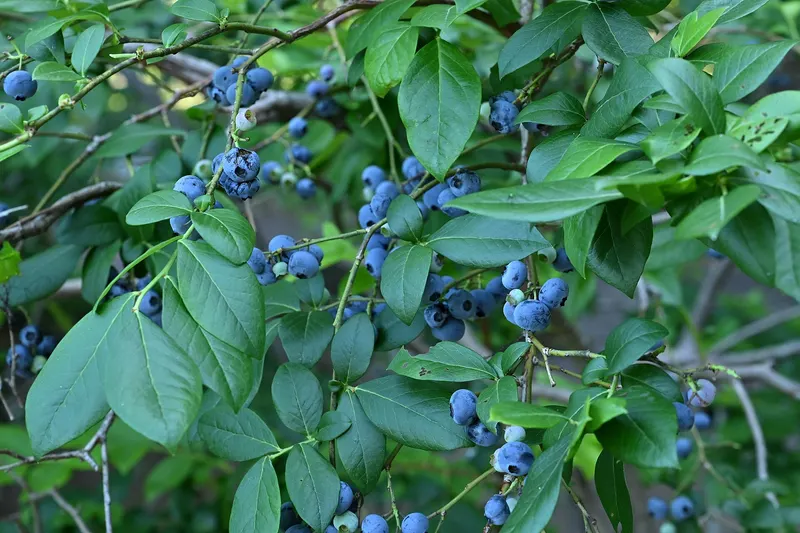 Blueberry shrub showing leaves and berry clusters.