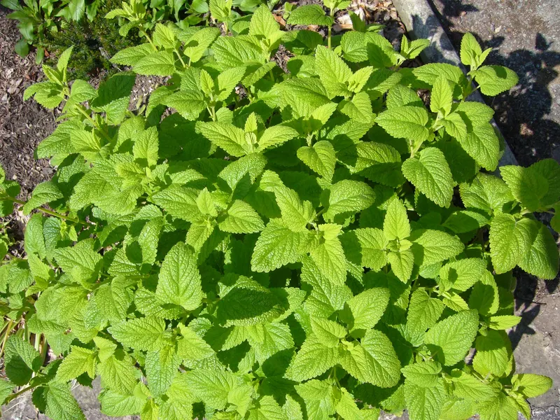 Lemon balm showing square stems and bright green leaves.