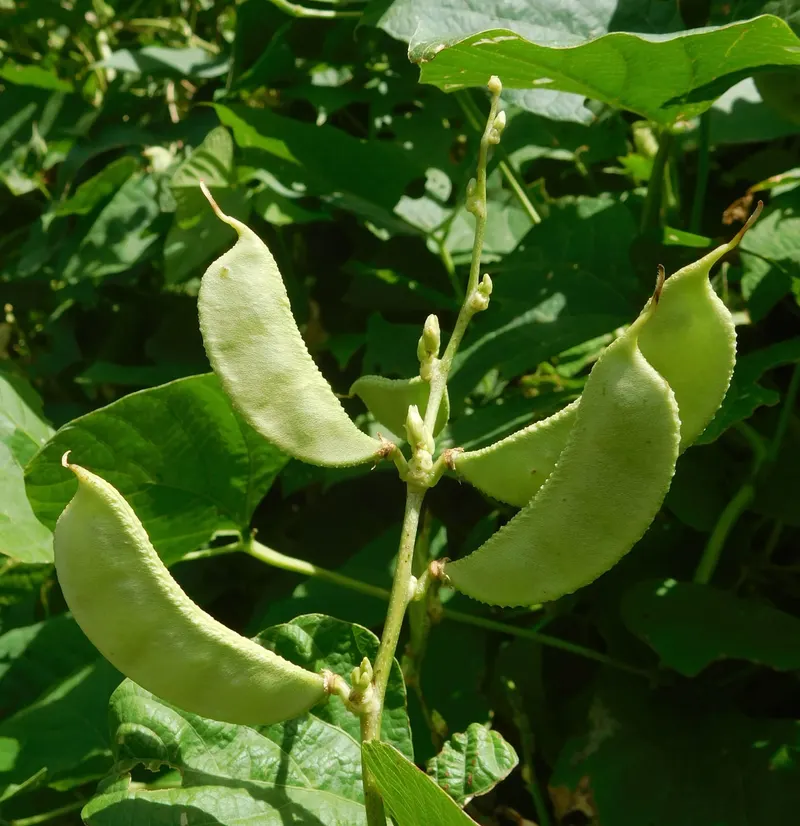 Lima bean plant showing vining stems, leaves, and pods.