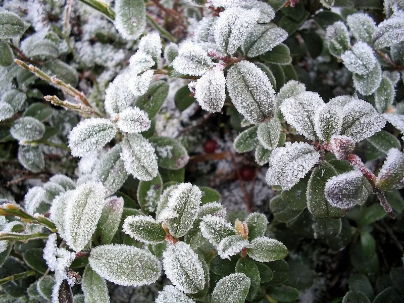 Lingonberry plant showing evergreen leaves and red berries.