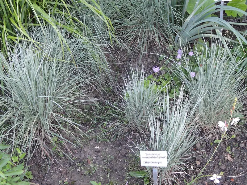 Little bluestem grass clump with upright blades and seed stems.