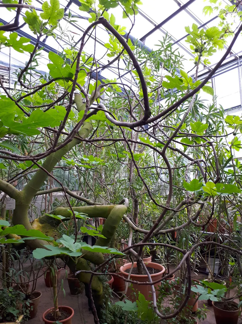 Fig branch showing broad leaves and fruit.