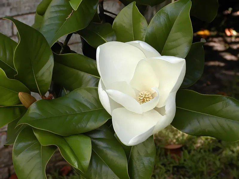 Southern magnolia showing glossy evergreen leaves and large flowers.