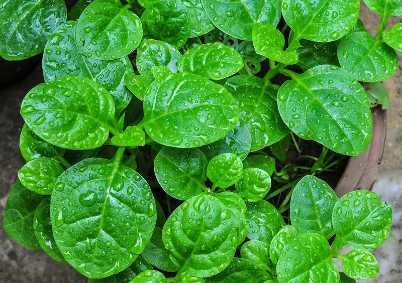 Malabar spinach showing vining stems and glossy edible leaves.