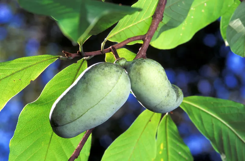 Pawpaw fruit on a branch with large green leaves.