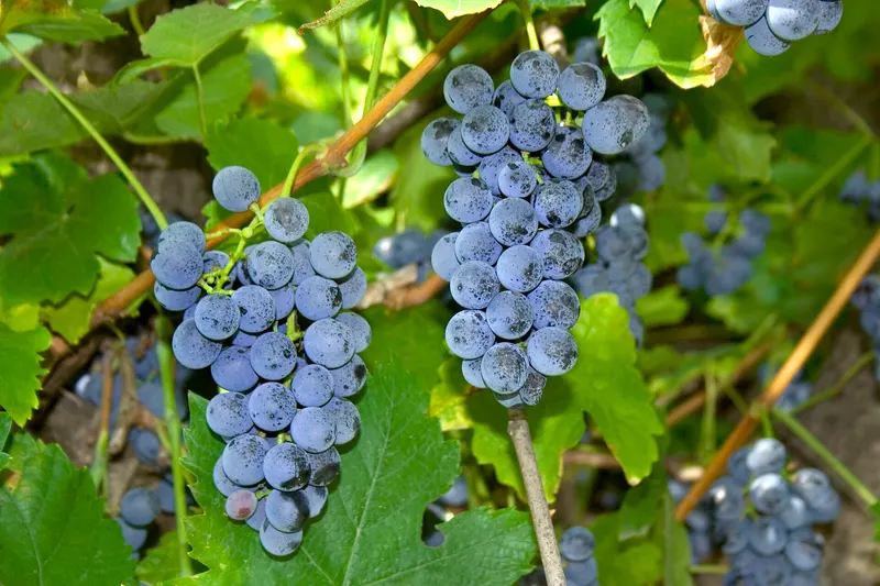 Grape vine showing leaves and clusters.