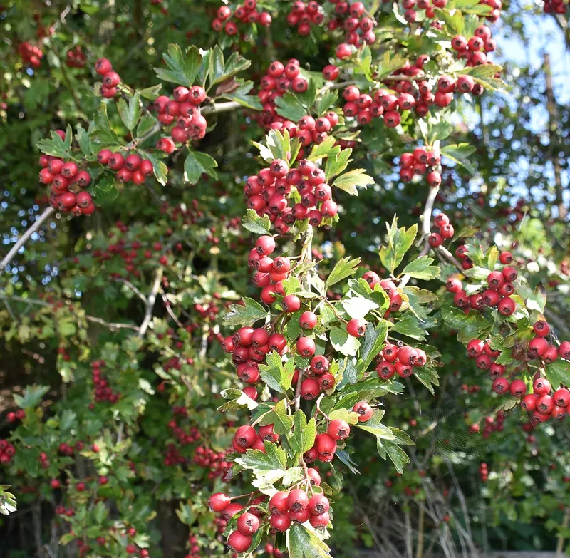 Mayhaw tree showing leaves, stems, and fruit.