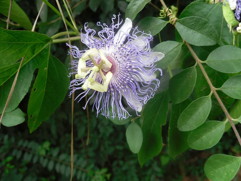 Maypop passionflower vine with leaves and flower.