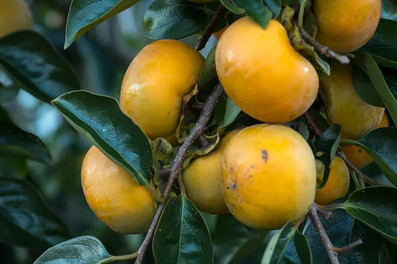 American persimmon branch showing leaves and fruit.