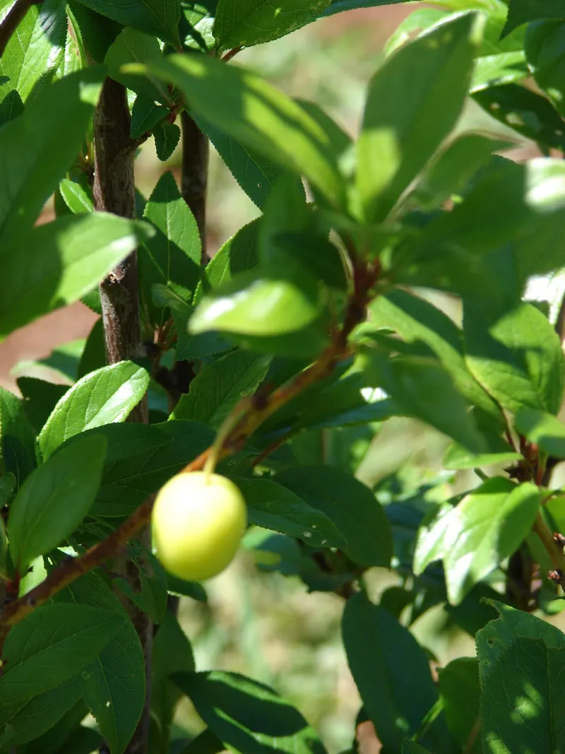 Plum branch showing leaves and fruit.