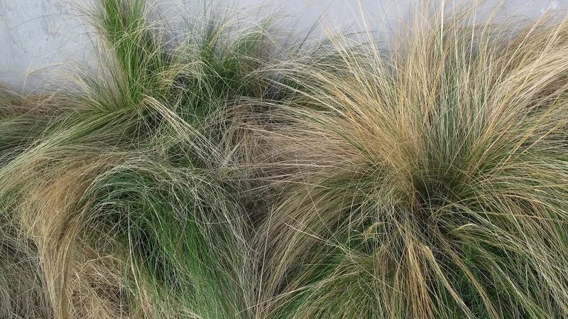 Mexican feather grass clumps with fine arching blades and airy seed heads.