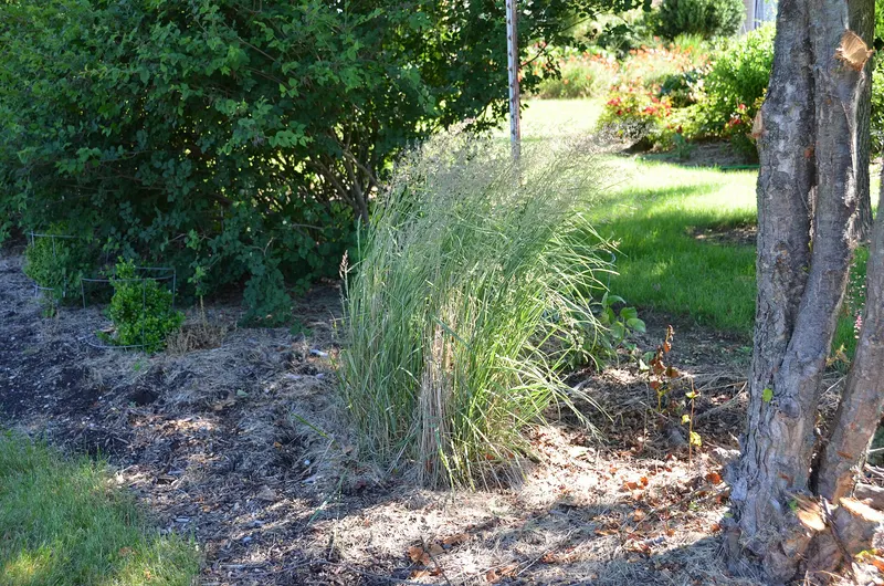 Variegated miscanthus grass showing arching blades and mounded garden habit.