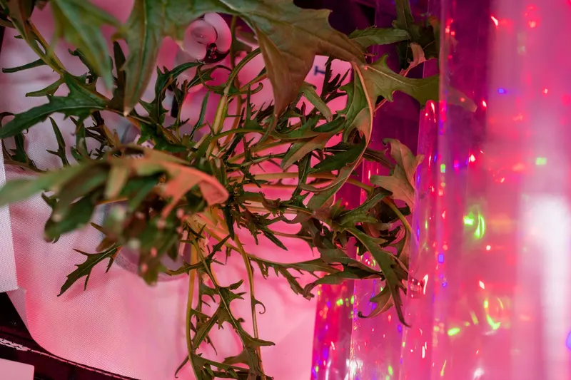 Mizuna plant showing finely cut leafy greens.