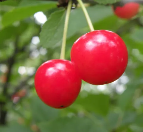 Red tart cherries close up on the tree.