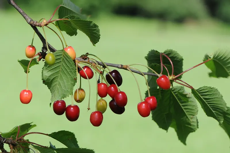 Tart cherry fruit hanging from leafy branches.