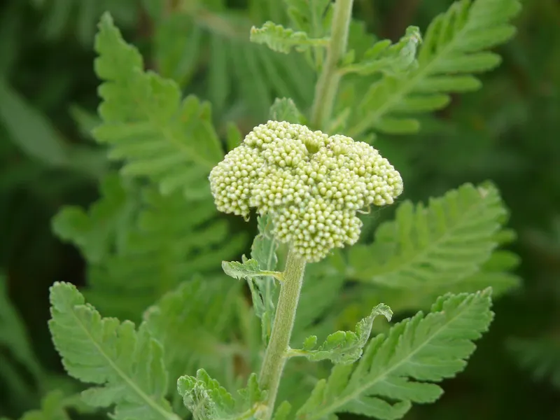 Yarrow plant showing fern-like leaves and flower clusters.