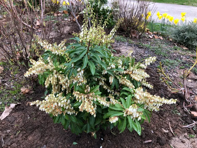 Mountain Fire pieris shrub showing foliage and plant structure.