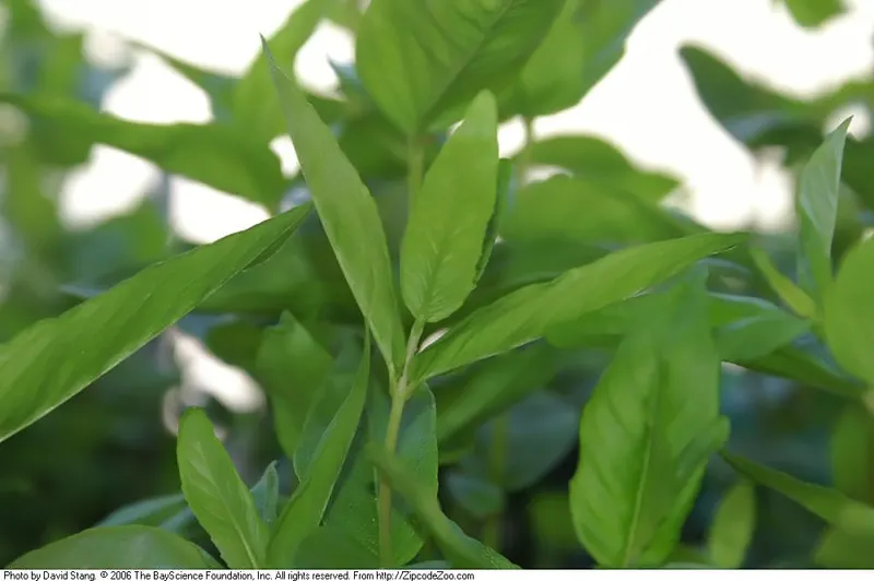 Clustered mountain mint with silvery bracts and green foliage.