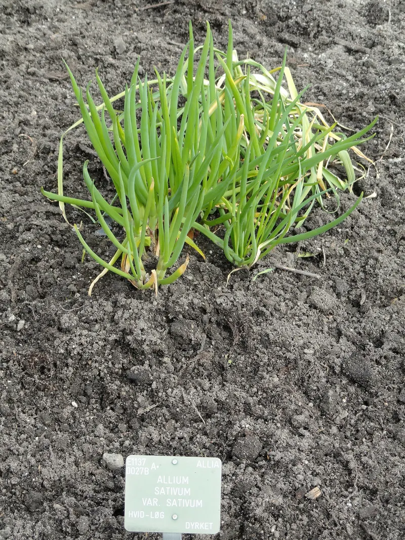 Garlic plant with upright leaves and flower stalk.
