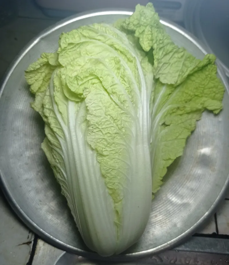 Napa cabbage plant showing foliage and plant structure.