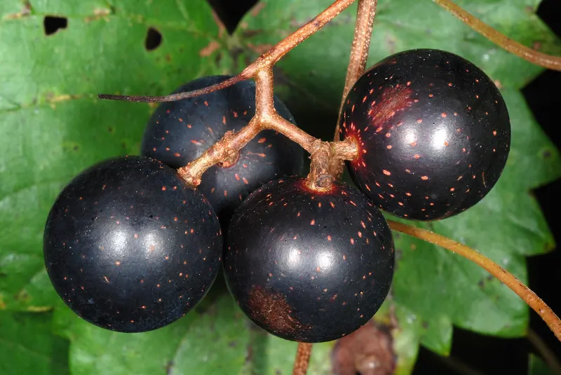 Muscadine grape vine showing leaves and grape clusters.