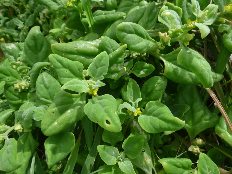 New Zealand spinach showing succulent leafy stems and sprawling growth.