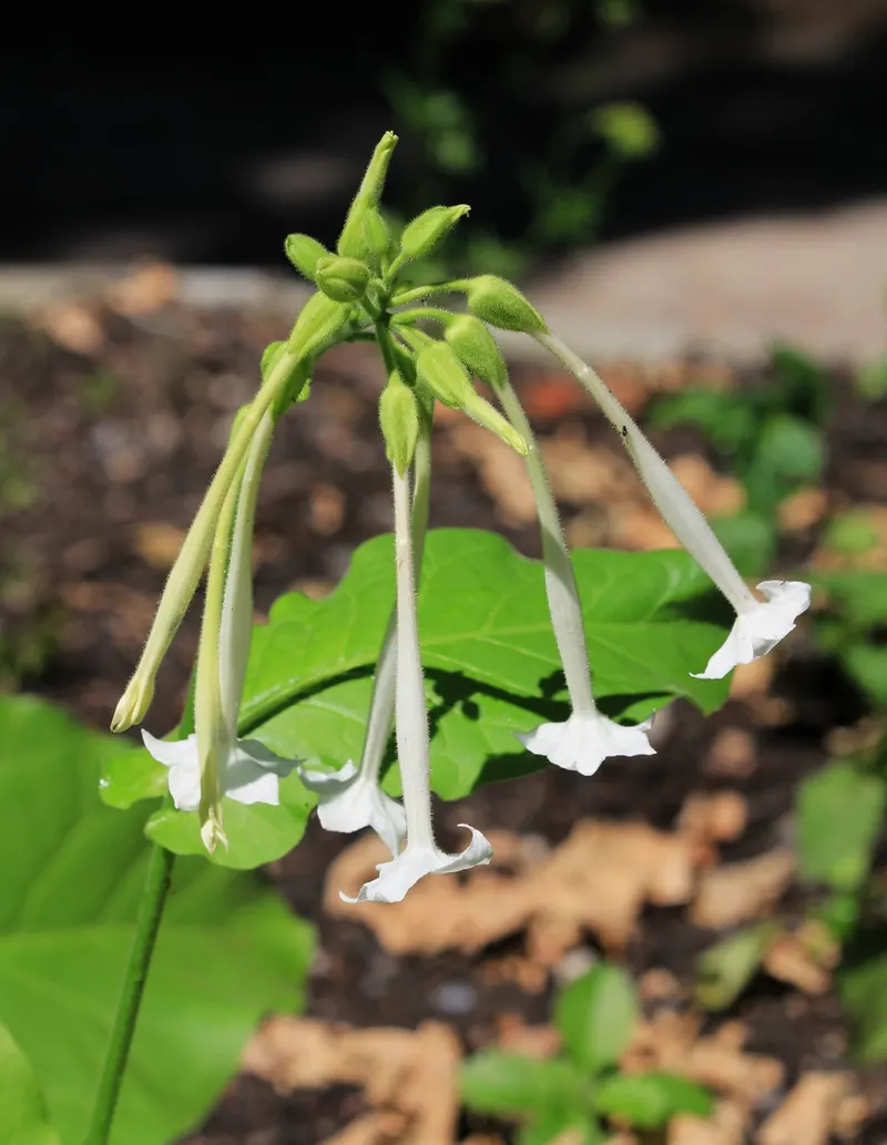 Flowering tobacco showing upright stems, broad leaves, and tubular flowers.