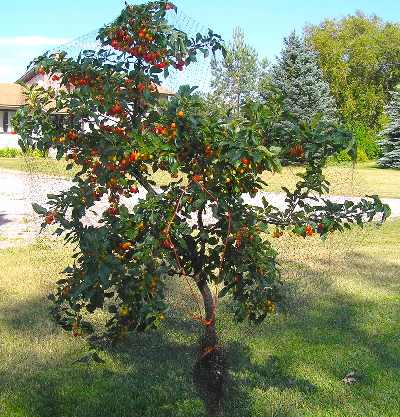 Tart cherry branch showing leaves and fruit.