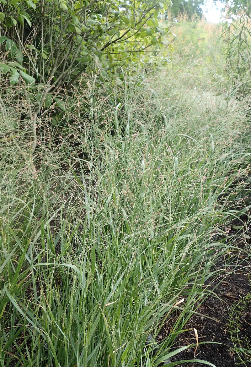 Switchgrass clump showing upright grass blades and seed stems.