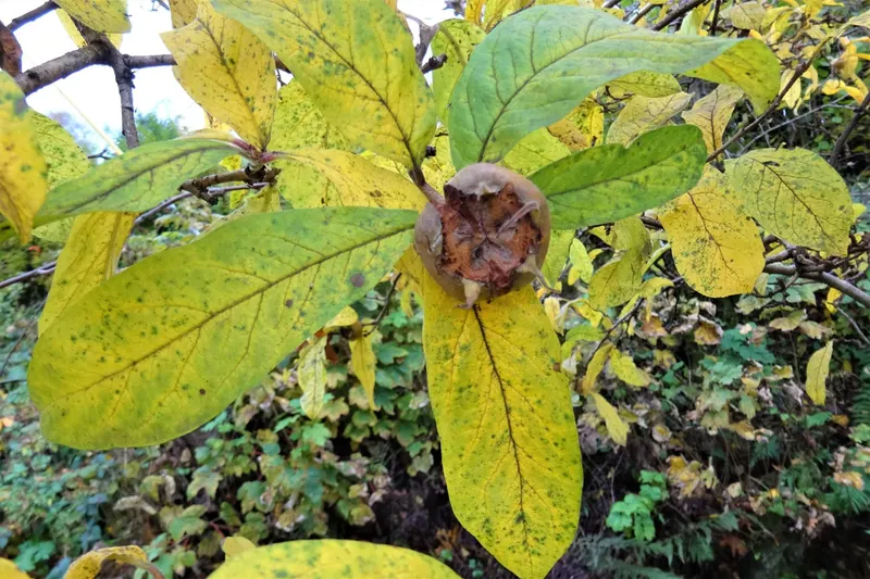 Medlar tree showing leafy branches and russet fruit.