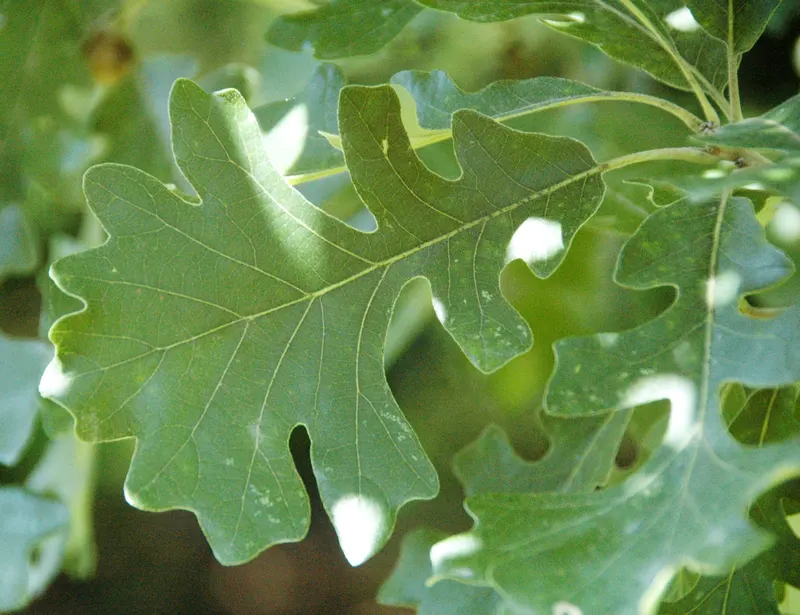 Bur oak showing lobed leaves and acorns.