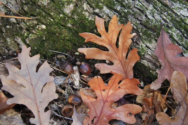 White oak showing rounded lobed leaves and acorns.