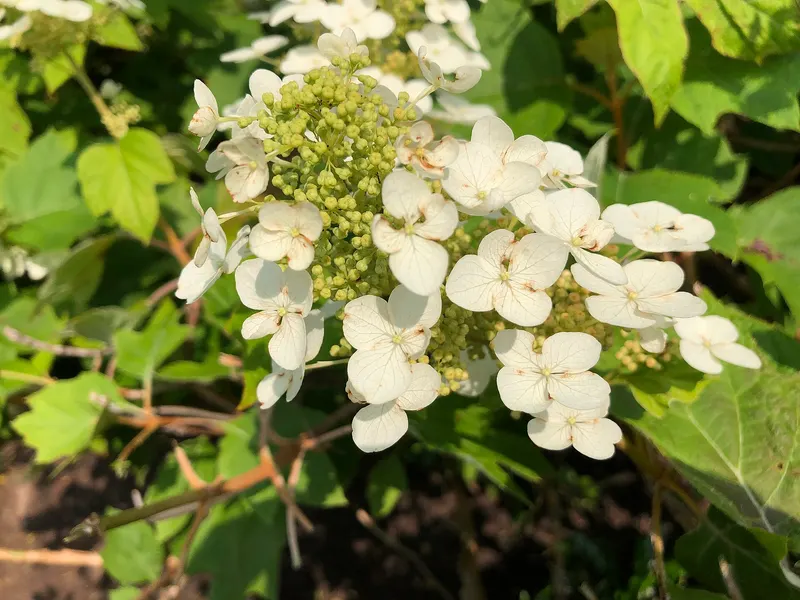 Oakleaf hydrangea shrub showing lobed leaves and flower clusters.