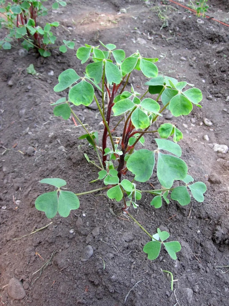 Oca plant showing clover-like leaves and tubers where visible.