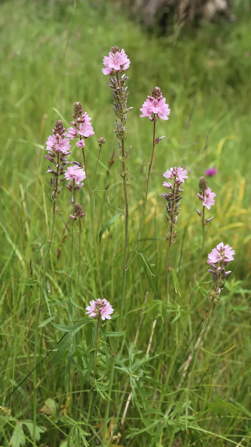 Oregano plant showing small aromatic leaves and flower stems.