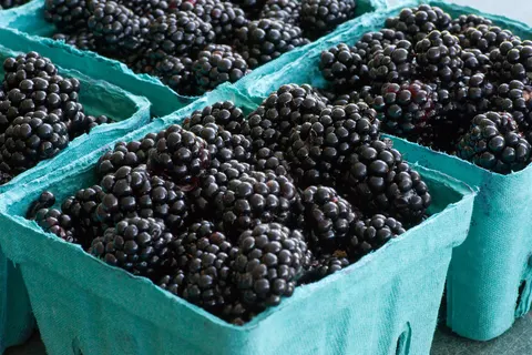 Harvested blackberries in small produce baskets.