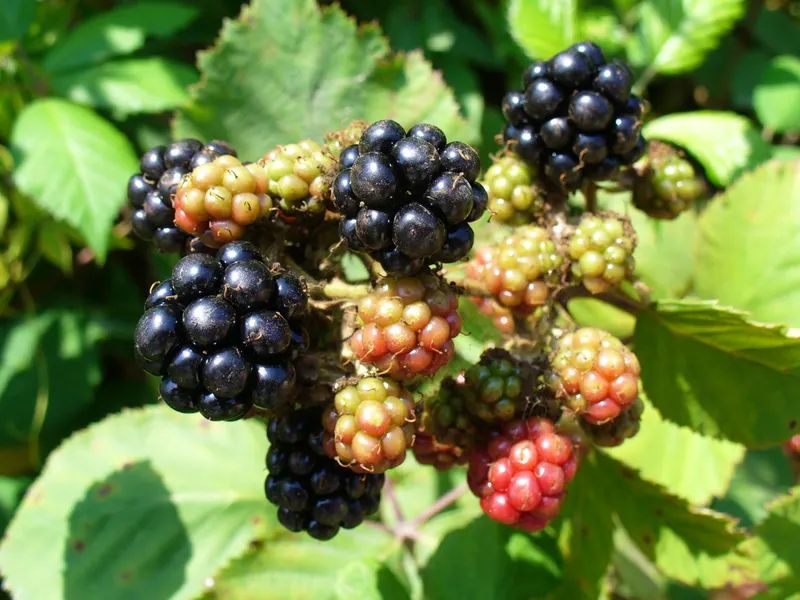 Blackberries ripening on a cane with leaves.