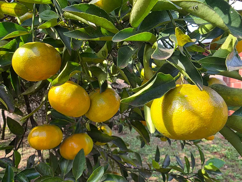 Mandarin branch showing evergreen leaves and orange fruit.