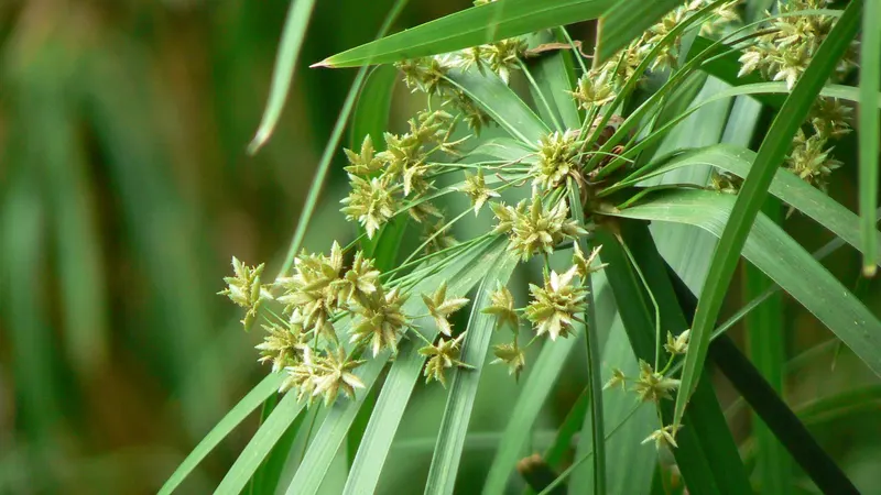 Palm sedge showing upright leafy sedge stems.