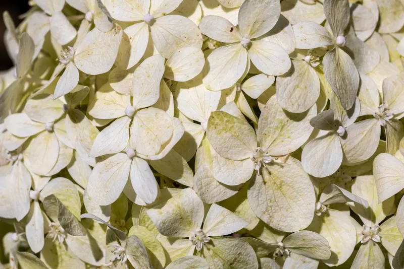 Panicle hydrangea shrub showing foliage and plant structure.