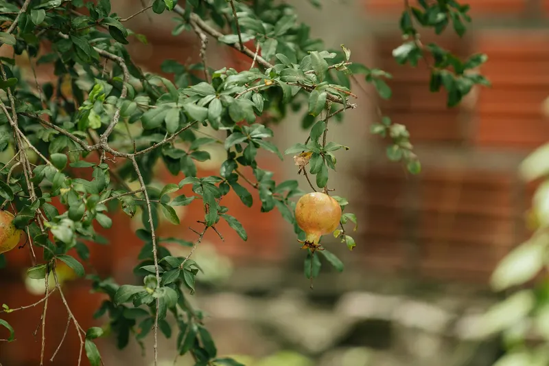 Pomegranate shrub showing leaves, stems, and fruit or flowers.